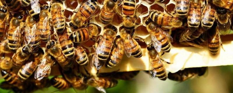 蜂群失王有哪些表现，工蜂发育产卵是什么原因
