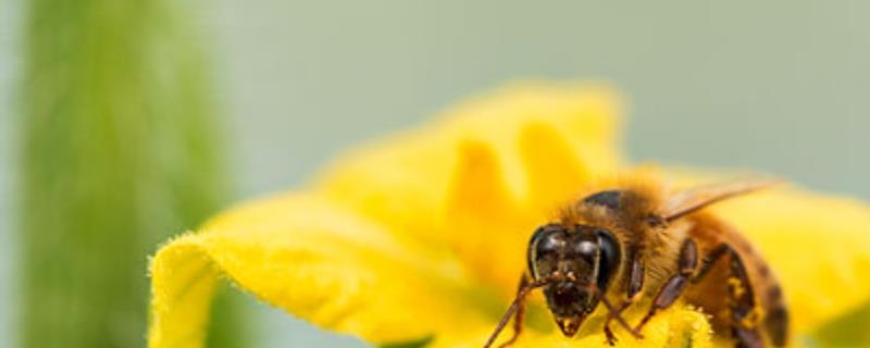 蜂毒是怎么获取的，附取毒方法 蜂毒取毒器