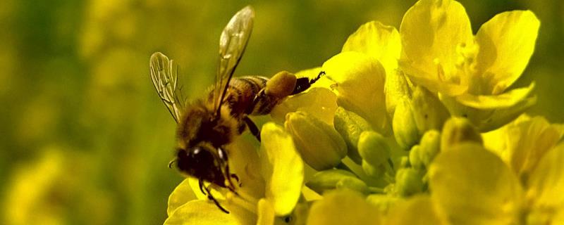 油菜花蜜属于几等蜂蜜，如何鉴别（油菜花蜜是最差的蜂蜜吗）