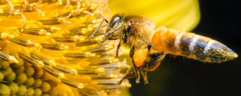 寄生蜂会寄生人类吗，附其寄生习性和寄生形式