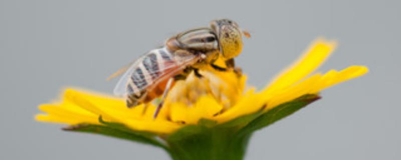 蜂毒过敏怎么处理最好，蜂毒过敏怎样预防