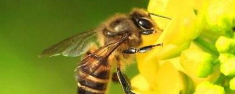 马蜂和蜜蜂的区别，附其生物学分类（蜜蜂和马蜂是一类不）