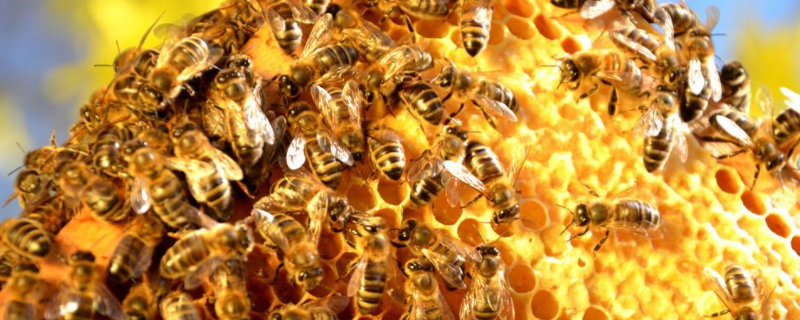 几十只蜂的蛋群速繁法，附蛋群繁殖时的蜂群结构