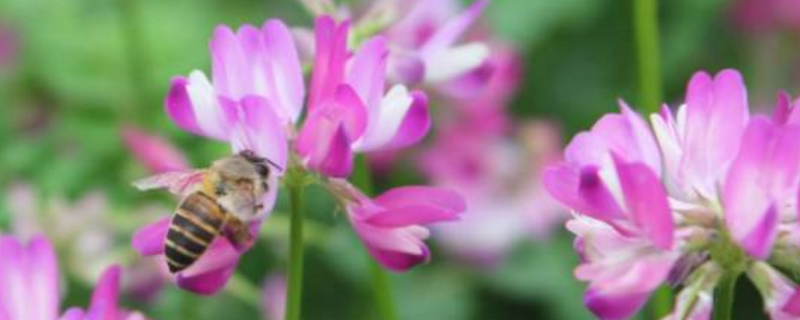 洋槐蜂蜜和紫云英蜂蜜哪个好，附二者对比