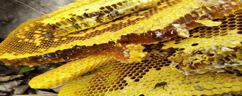 蜂巢蜜真的有假的吗（蜂巢蜜会有假的吗上买的蜂巢蜜是真的吗）