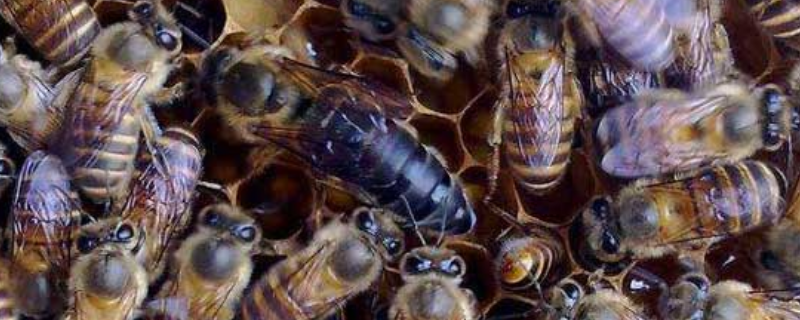 急造王台蜂王能繁殖吗，附质量论述 急造王台的蜂王几天开始产卵