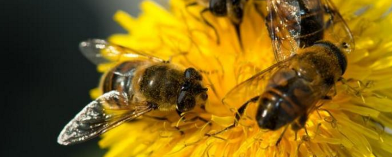 中蜂几度可以春繁，附春繁时间和蜜源条件