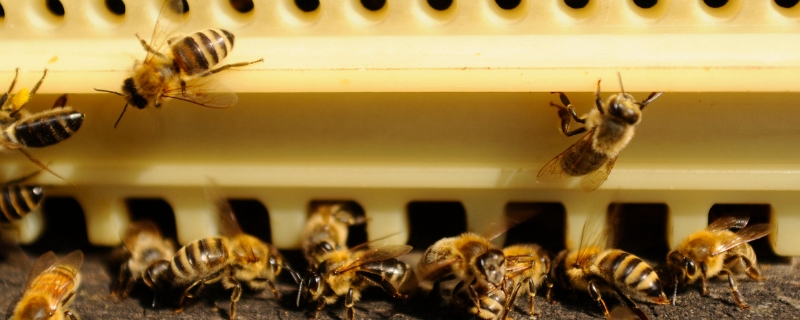 蜜蜂的发育过程，主要有这三个时期 蜜蜂的发育过程是