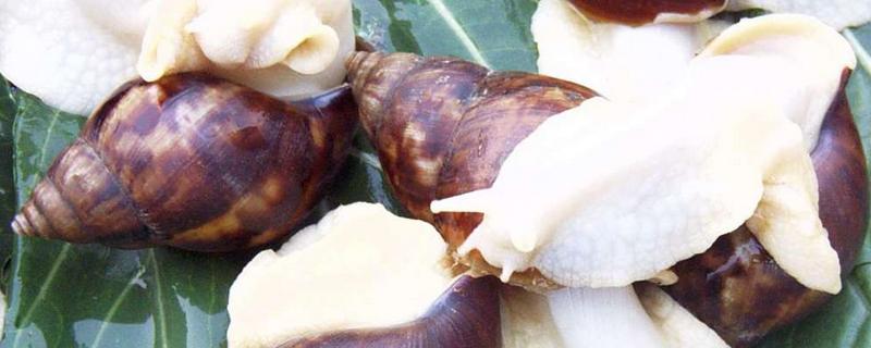 蜗牛的养殖价值，主要有以下三点 养蜗牛有什么价值
