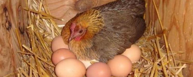 先有鸡还是先有蛋 先有鸡还是先有蛋科学解释