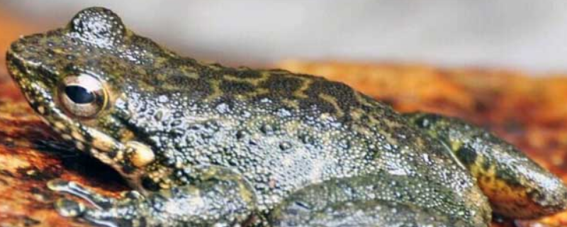 石蛙的生长习性，石蛙的发育过程 石蛙的特征