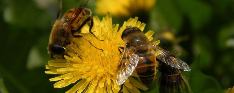 野生蜜蜂怎样收捕回家养，具体步骤有哪些
