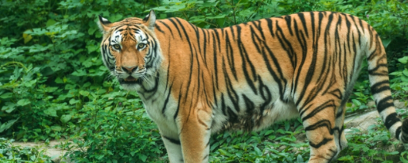 老虎具体有哪些品种，老虎的尾巴能起到什么作用