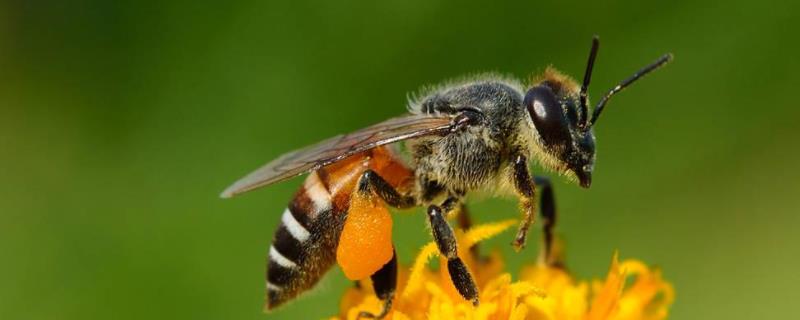 蜂王剪翅膀的坏处有哪些 蜜蜂蜂王剪翅膀有什么影响