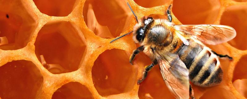 为什么两广中蜂养不强，附注意事项 中蜂如何养强群不分蜂