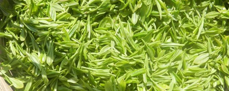 绿茶的品种，详细介绍 绿茶的品种有哪些品种