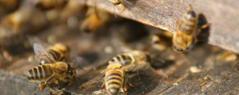 蜜蜂需要哪些营养物质，详细介绍 蜜蜂需要哪些营养物质,详细介绍一下