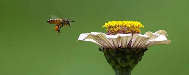 蜜蜂怕什么气味会出巢，蜜蜂为什么会害怕烟雾