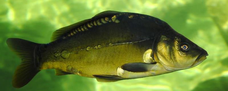 地中海镜子鱼为什么叫镜子鱼 镜鱼是什么鱼啊