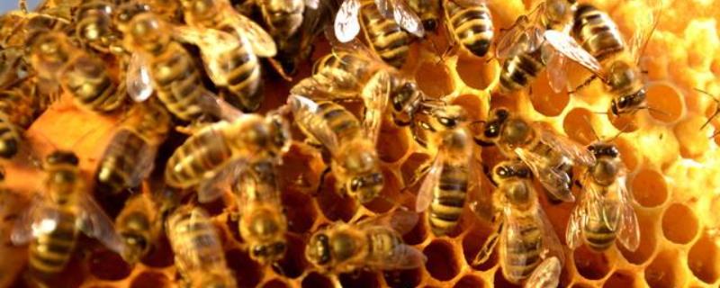 蜜蜂的生物学特征有哪些，详细介绍（蜜蜂的生物学特征有哪些,详细介绍一下）