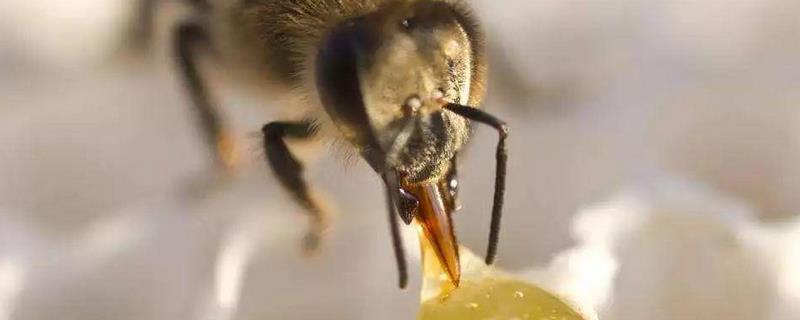 蜜蜂王国有哪些神奇的奥秘 蜜蜂世界的神秘
