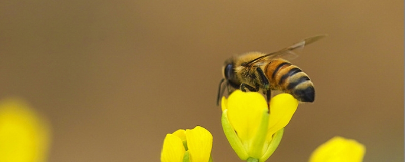 蜜蜂的外形特征有哪些，详细介绍 蜜蜂的,外形特点