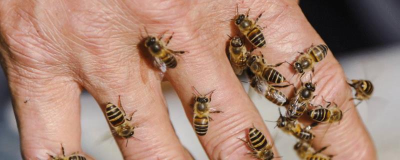 牛角蜂在家筑巢好不好，附科学论述 牛角蜂来家里筑巢好不好