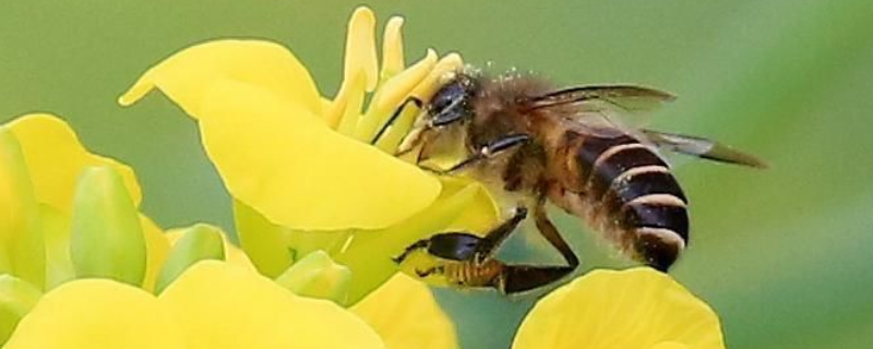 家里来蜜蜂是什么预兆，附防止蜂蛰 家里被蜜蜂蛰了是好兆头吗