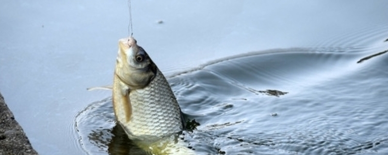 如何抓顿口中鱼率高，钝口的形成原理是什么