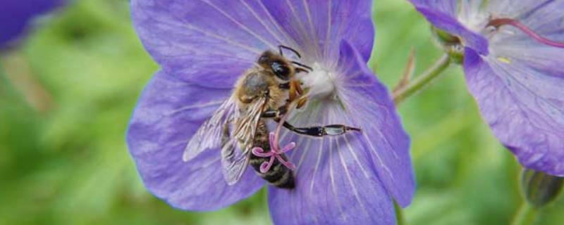 蜂群中工蜂吃什么食物，寿命有多长 蜜蜂中工蜂主要吃哪种东西