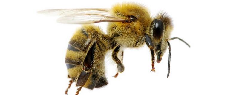 东北黑蜂是中蜂还是意蜂，附优缺点 东北黑蜂的个头比意蜂怎么样