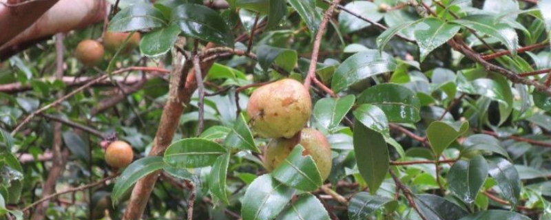 茶油，附生长条件及茶油产业（茶油的种植地区）