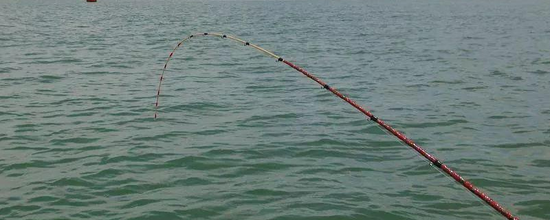 钓鲮鱼实用技巧大全，详细介绍 鳊鱼钓法钓鳊鱼的最佳方法