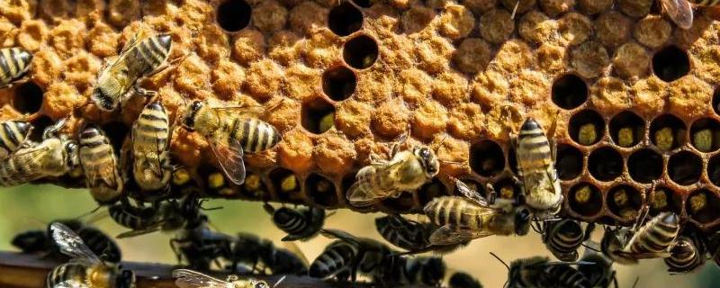 蜜蜂分家前有什么征兆，详细介绍 小蜜蜂分家的前兆