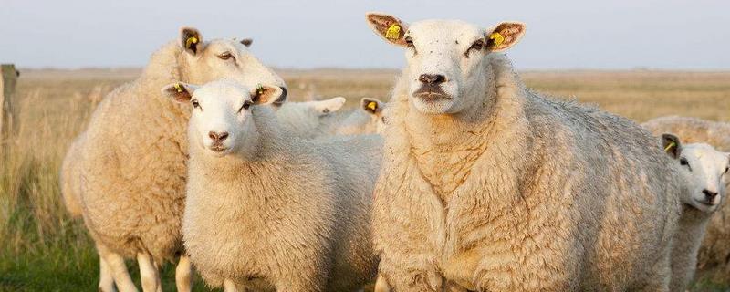 育肥羊饲料配方，羔羊混合精料配方 育肥羊的精饲料的最佳配方