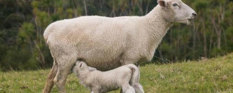 母羊缺乳的预防措施，附原因 羊缺奶水的症状