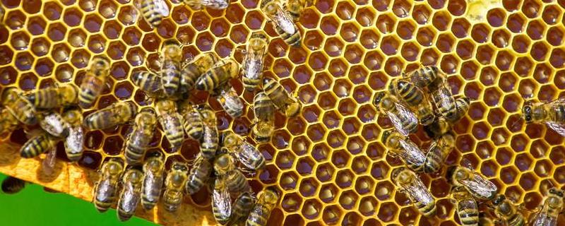 蜂群失王有什么表现，详细介绍 长期失王的蜂群应如何处理