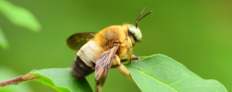 木蜂和熊蜂的区别，详细介绍（熊蜂和马蜂的区别）