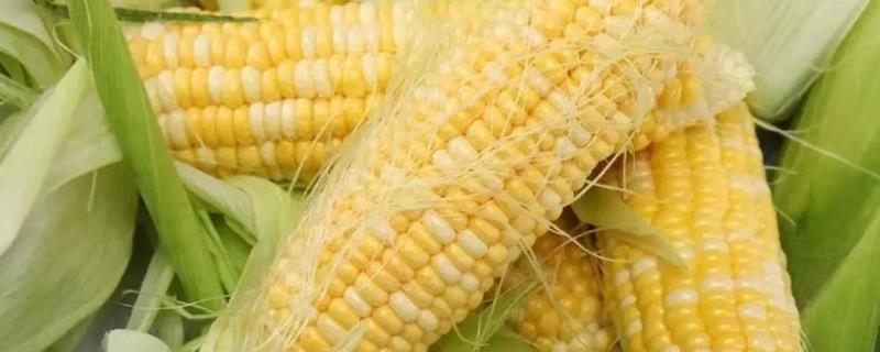影响玉米收成的因素及处理措施，（影响玉米收成的因素及处理措施图片）