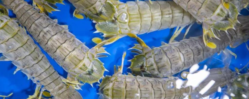 虾虎和皮皮虾有什么不同，皮皮虾该怎么做