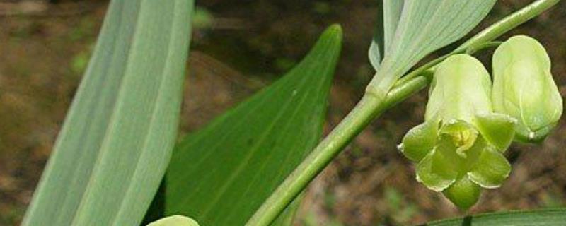 玉竹种子价格及种植方法，附病虫防治方法