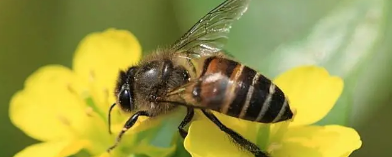中蜂和意蜂有什么区别，从以下几方面进行分析
