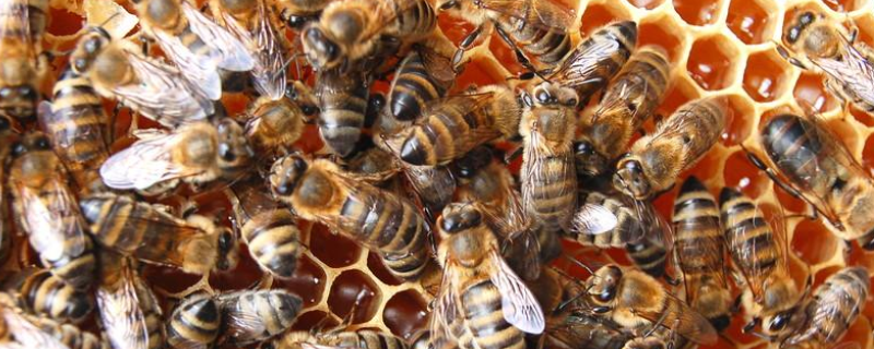 蜜蜂为什么会朝王，分蜂有哪些征兆（蜜蜂是先出王还是先分蜂）