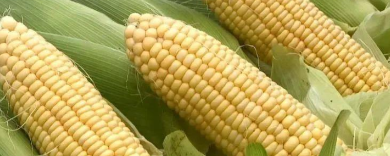 甜玉米、黑玉米是不是转基因玉米 黑玉米是转基因玉米吗?可千万别被套路了...