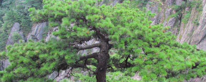 松树的特点有哪些 松树的特点有哪些作文
