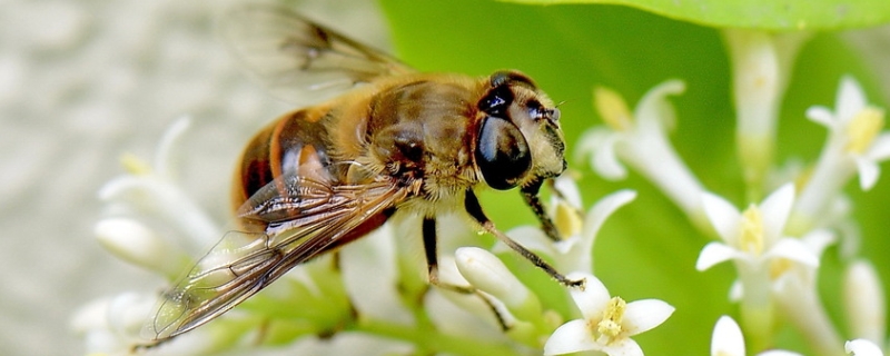 东北黑蜂有什么特点，详细介绍（东北黑蜂的四个特点）