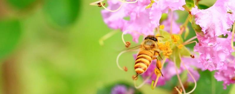 夏季蜂群管理要点有哪些，防暑降温是夏季蜂群管理的核心工作