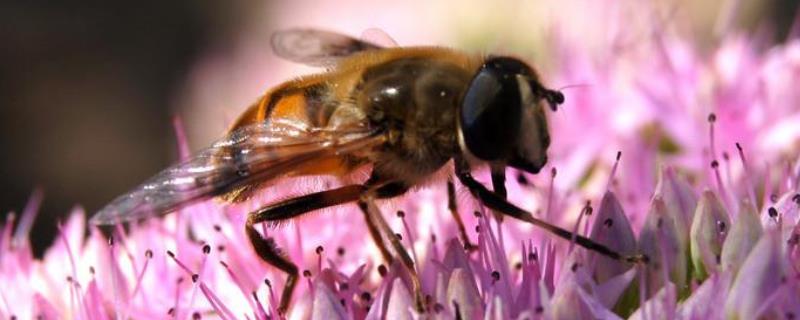 蜂群中雄蜂太多是什么原因，具体要根据实际情况来判断