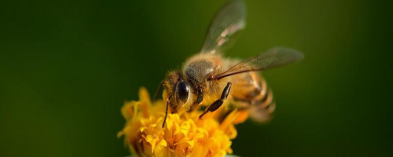 春季蜂群管理要点有哪些，病害防治（蜂群的春季管理）