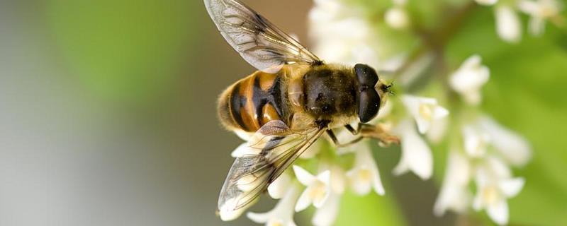 春季怎样全面检查蜂群，蜂群不同表现有什么含义